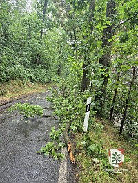 Baum auf Straße