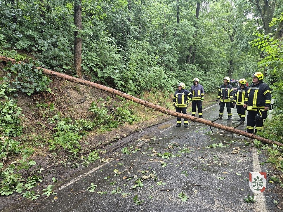 Baum auf Straße