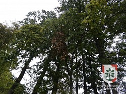 THL-1 Baum