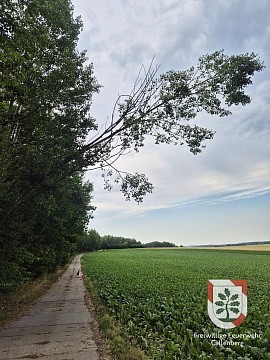 TH-1_Baum
