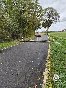 Baum auf Straße