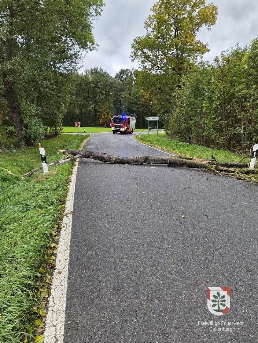 Baum auf Straße